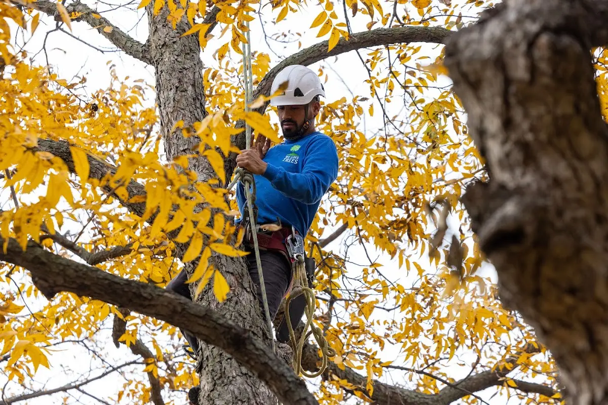 Skilled Tree Pruning crew working in Mio