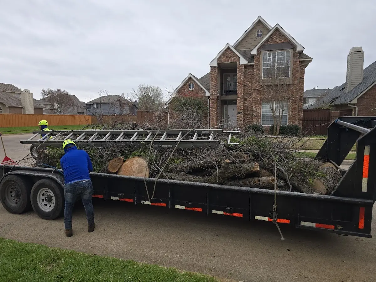 Expert Tree Removal with proper safety equipment in Mio